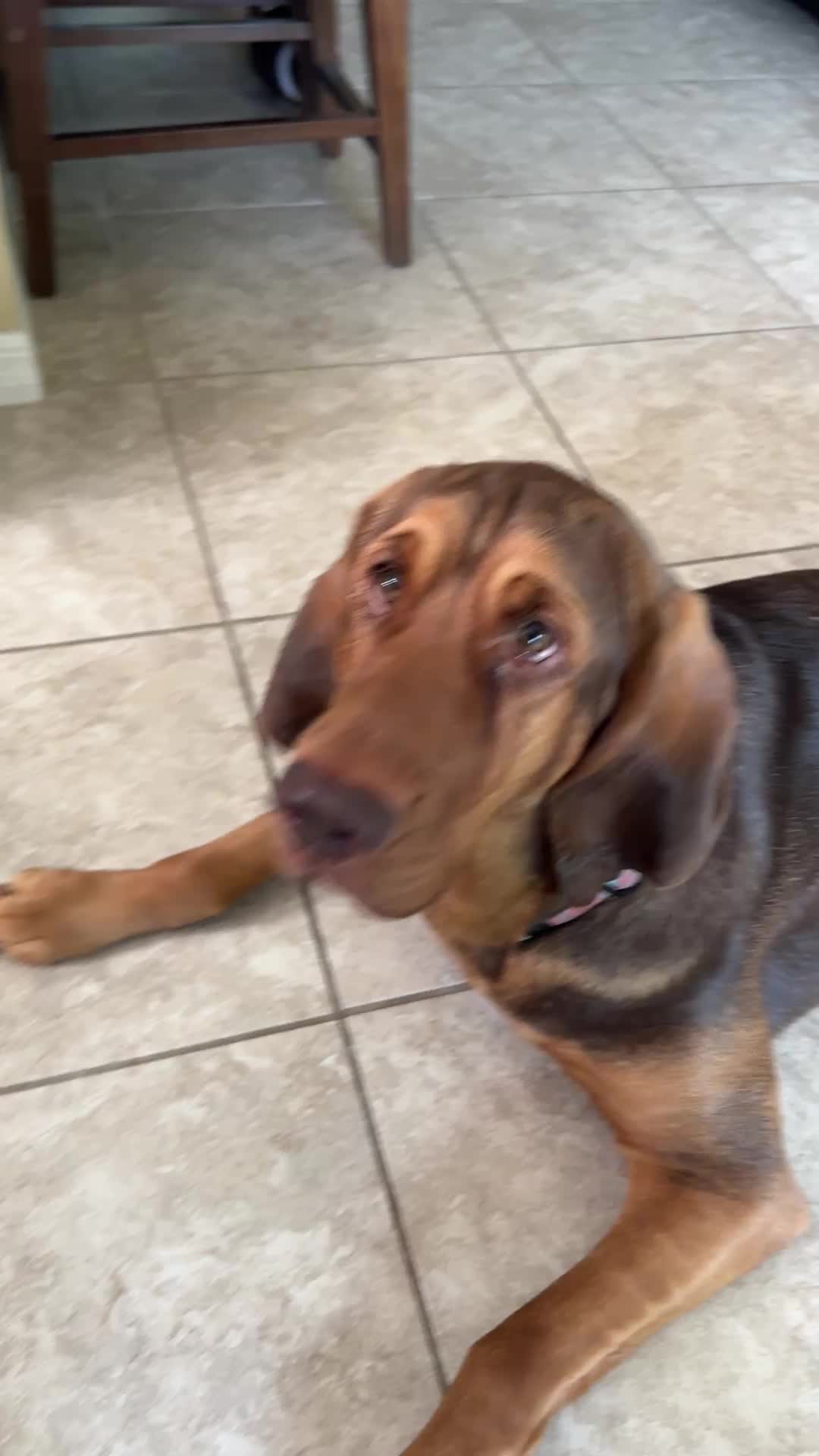 @earl_the_drooling_dog