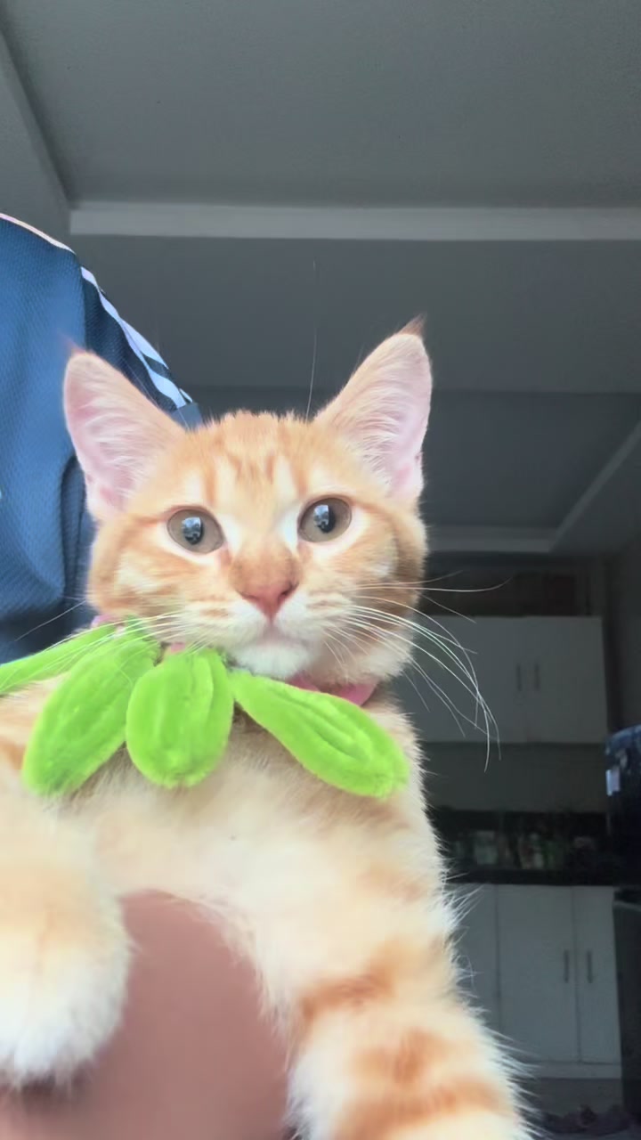 @It’s MEow