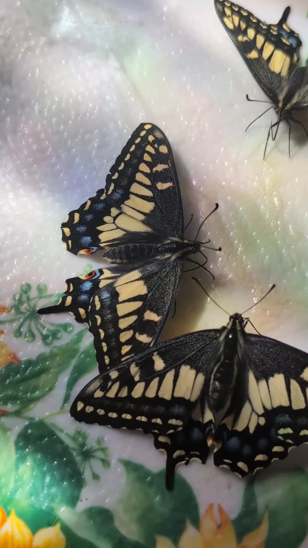@PapilioDani
