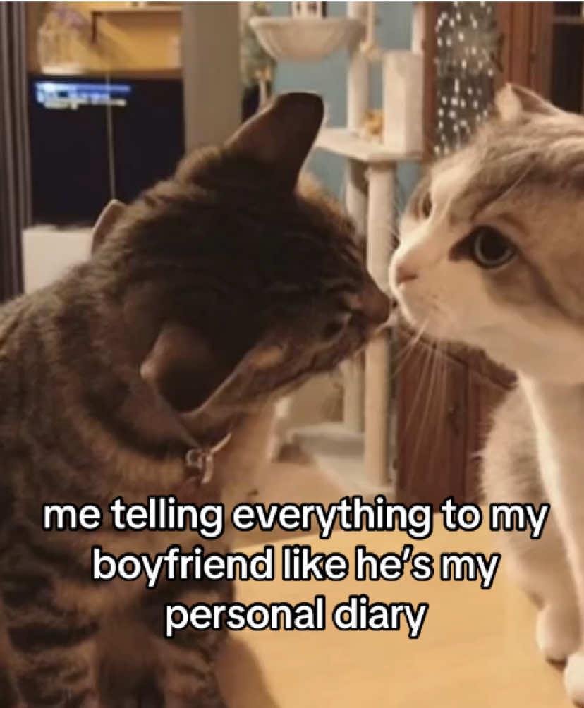 @the meow archive