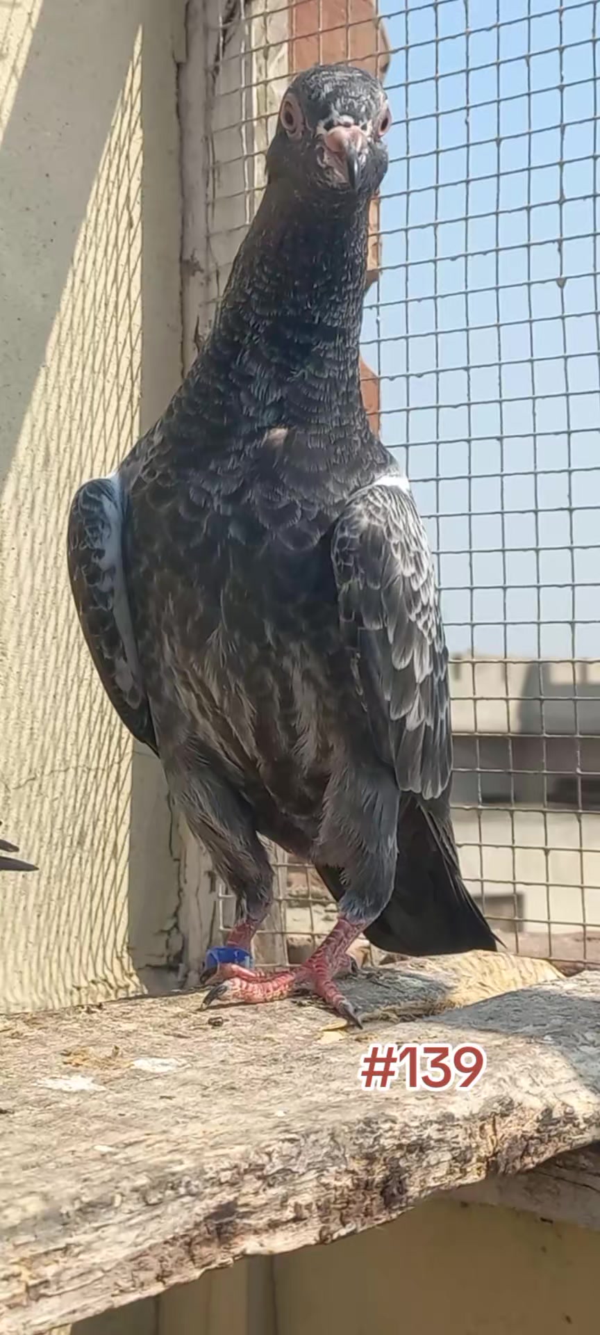 @Ranakasuripigeon
