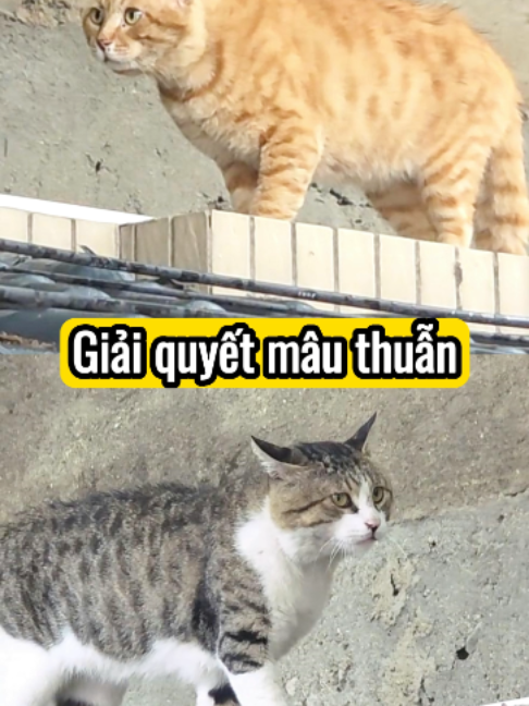 @Bin h&agrave;i hước