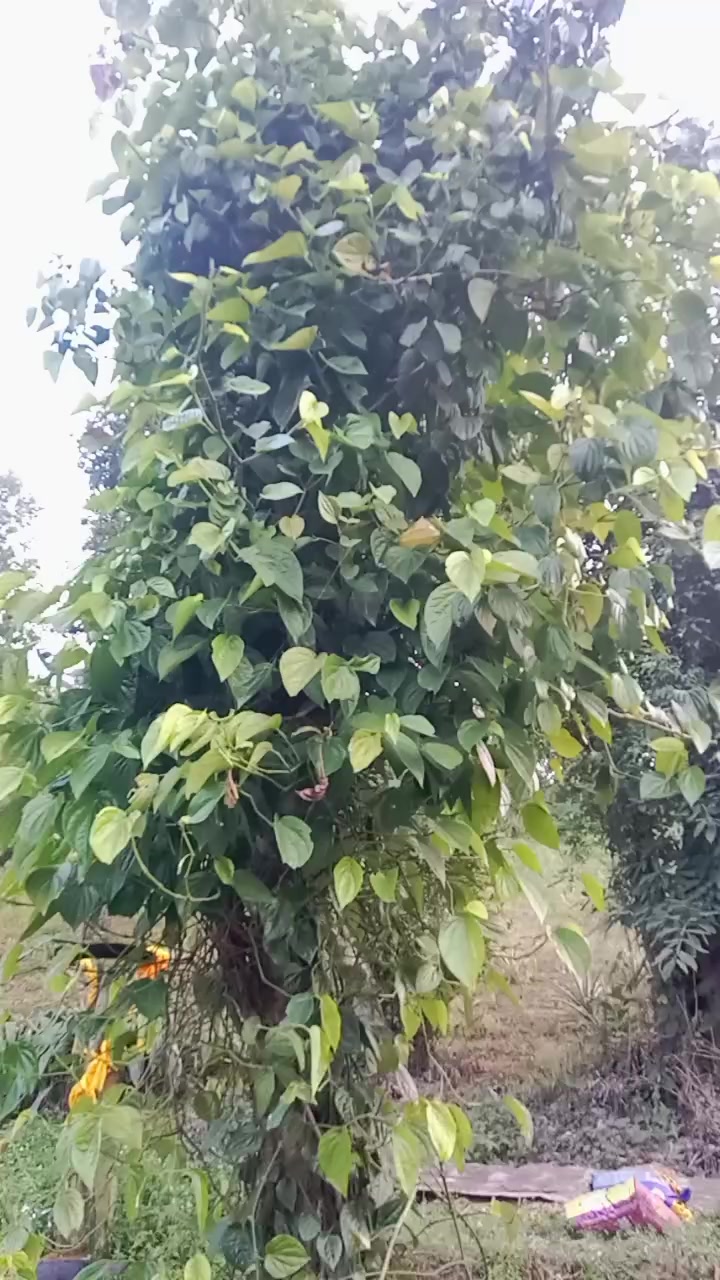 @PassangMo