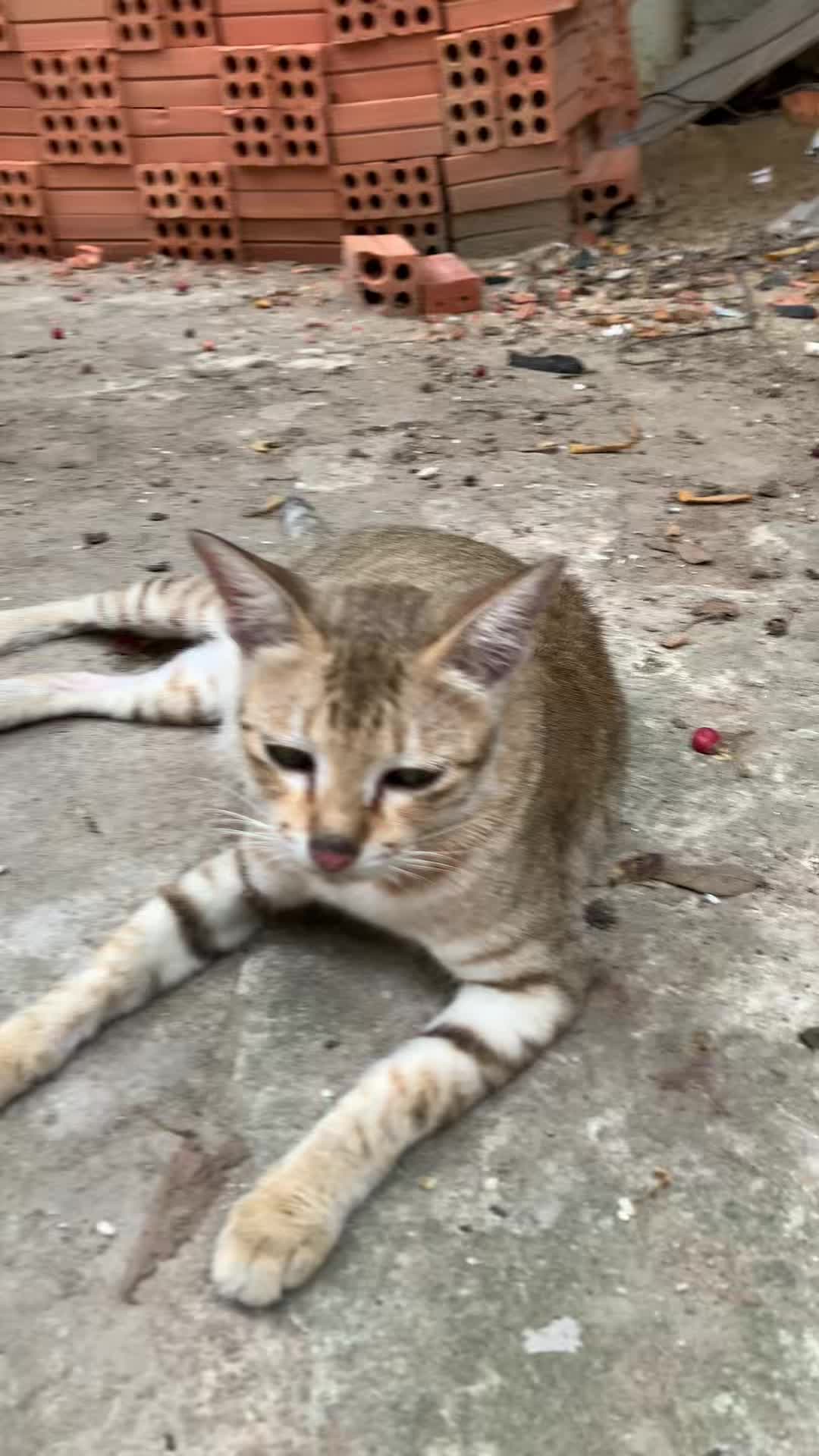 @Mew Mew96