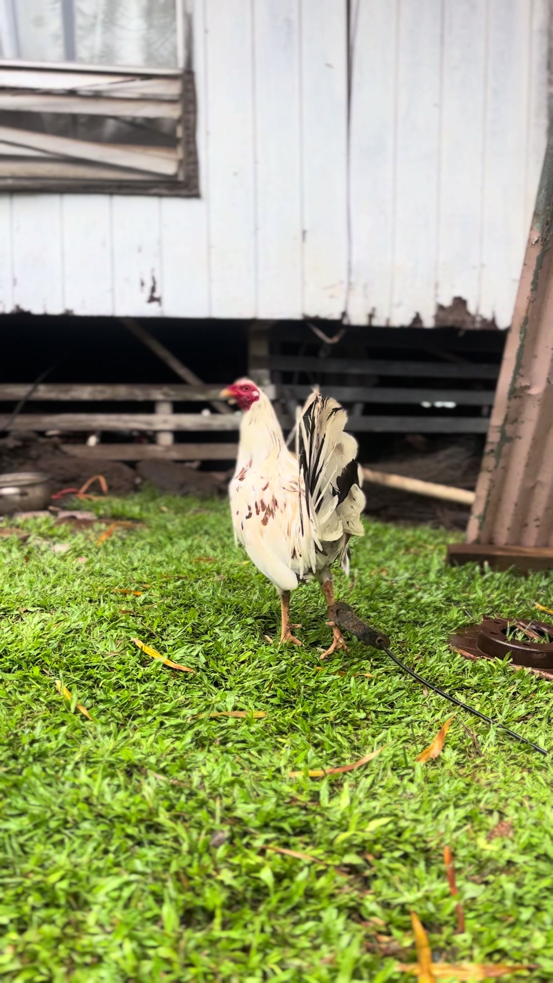 @ltowngamefowl