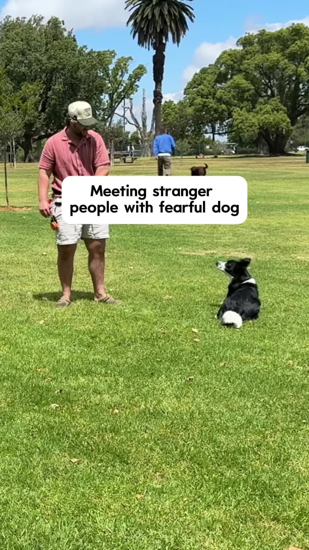 @forthedogs