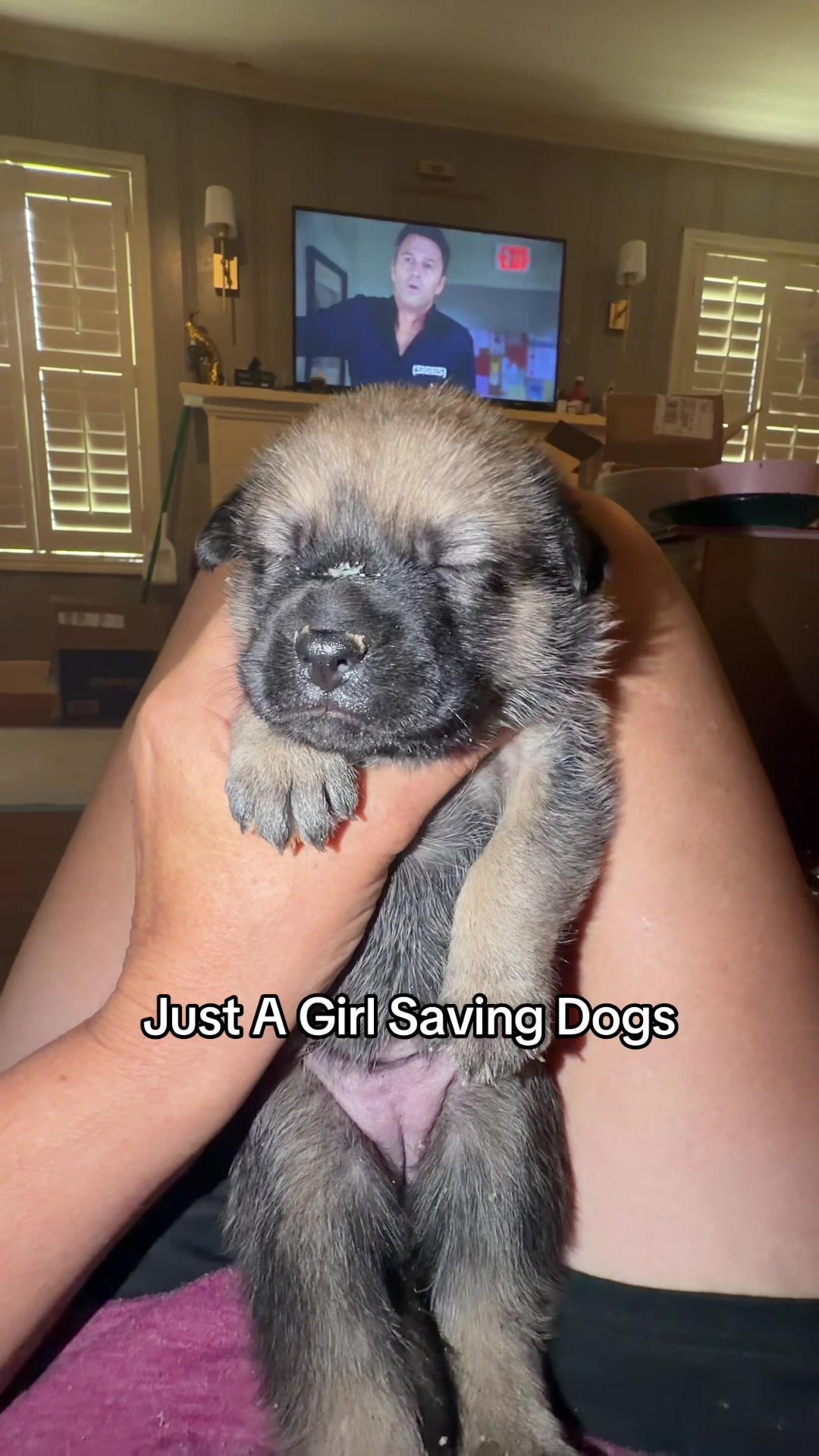 @Just A Girl Saving Dogs