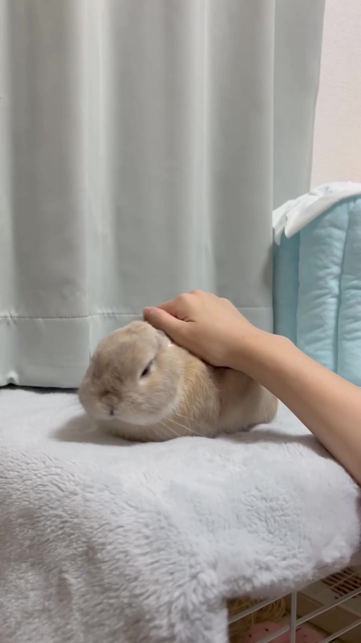 @うさぎのぷっしゅ