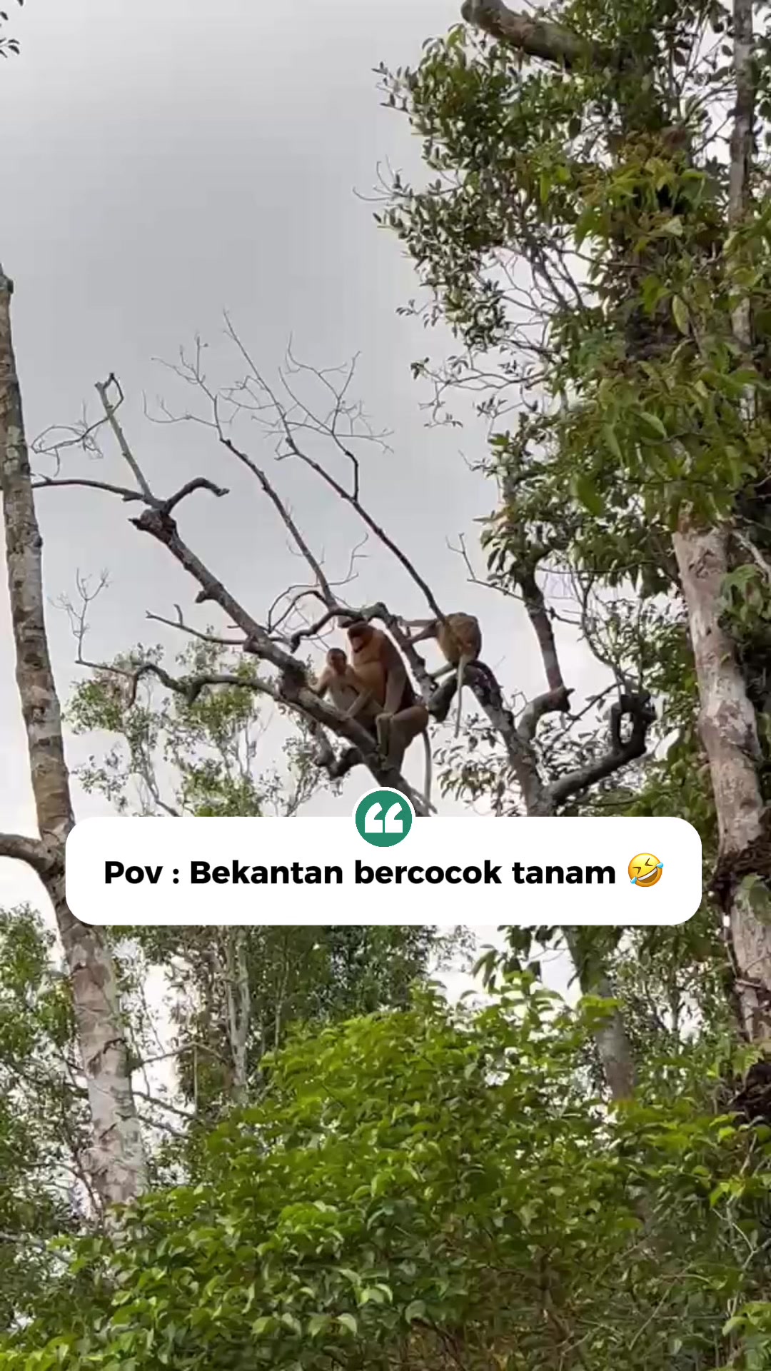 @BORNEORANGUTANSTOUR.