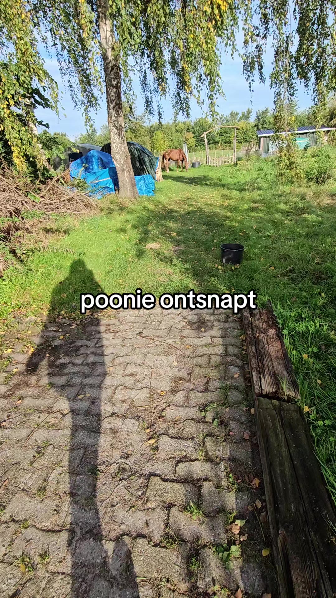@Dino and horses