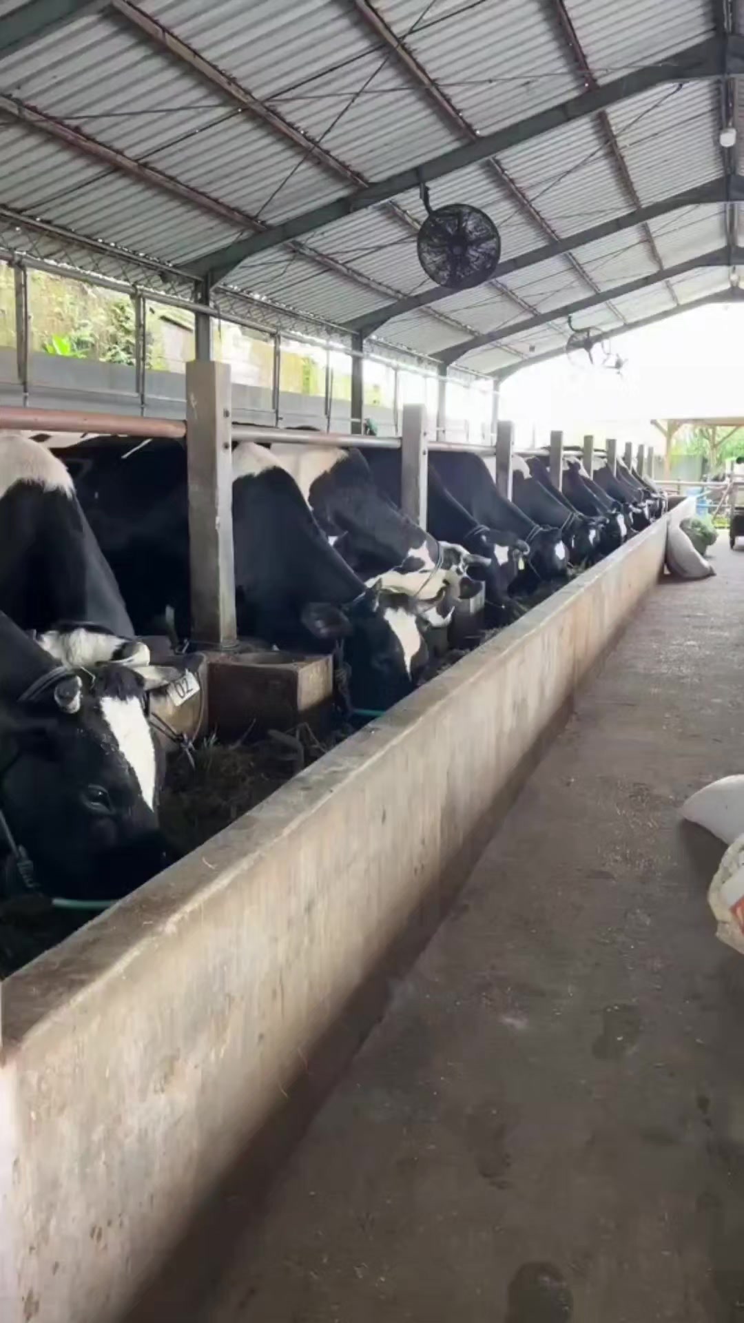 @ADAM MILK FARM