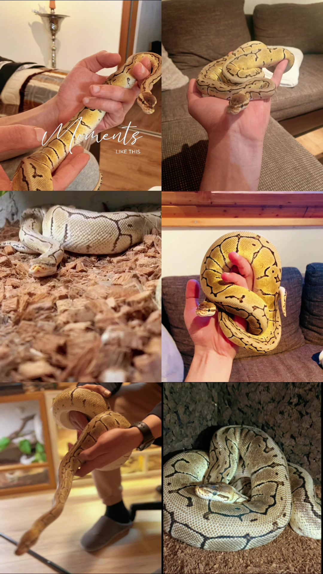 @Tu.snakes