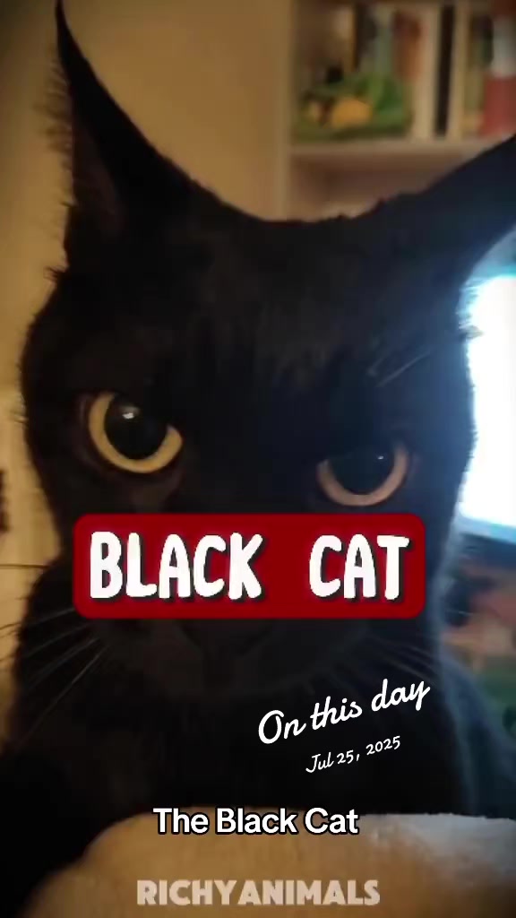 @Random Cat Stuff