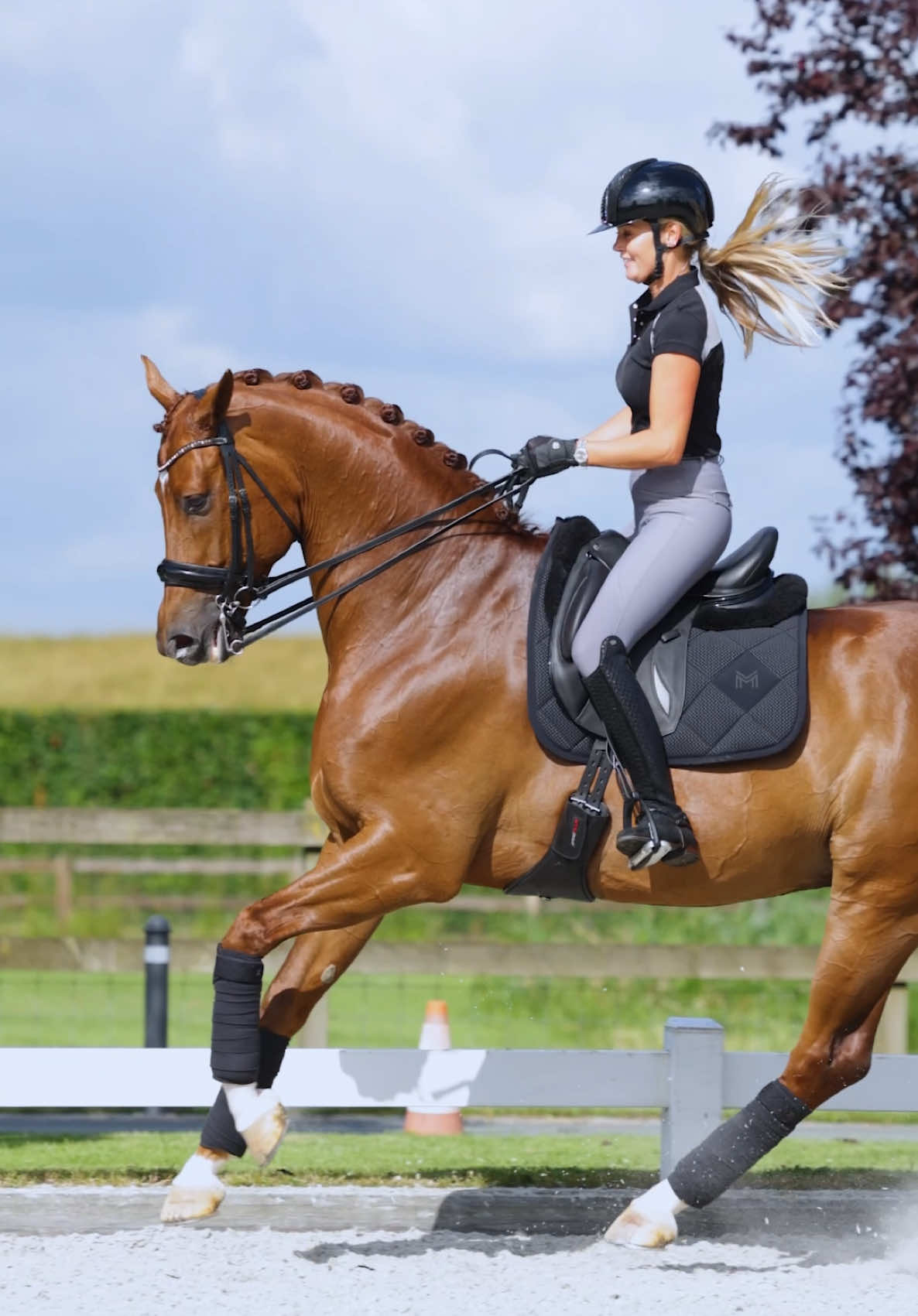 @Maximilian Equestrian