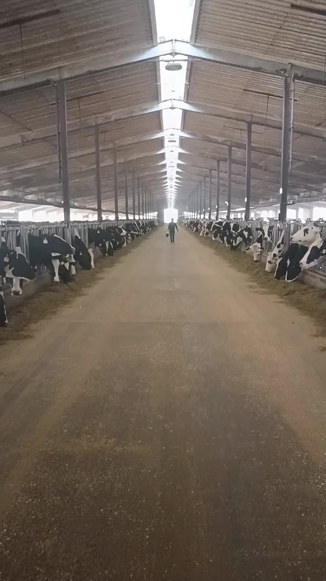 @Cows Farm