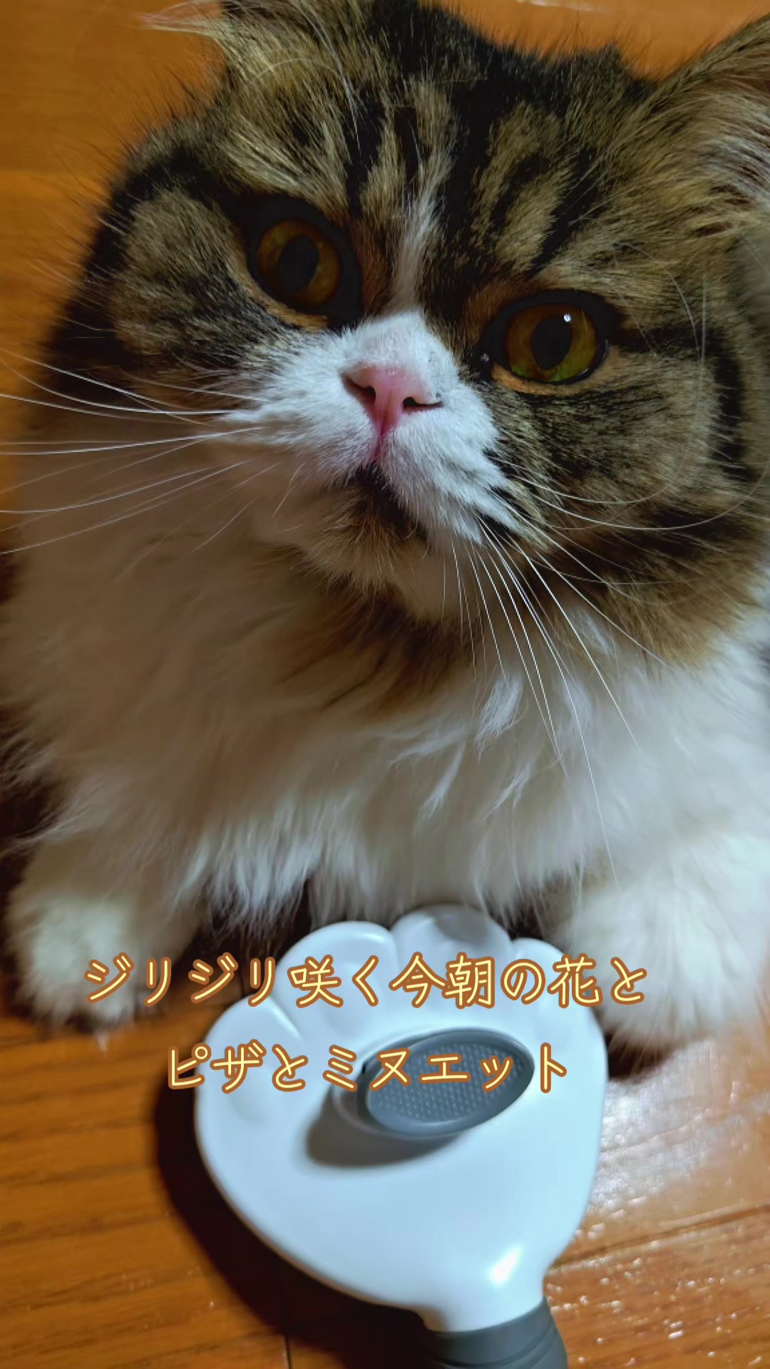 @にゃん太郎︎︎👍✌&sect;これがメインです😺
