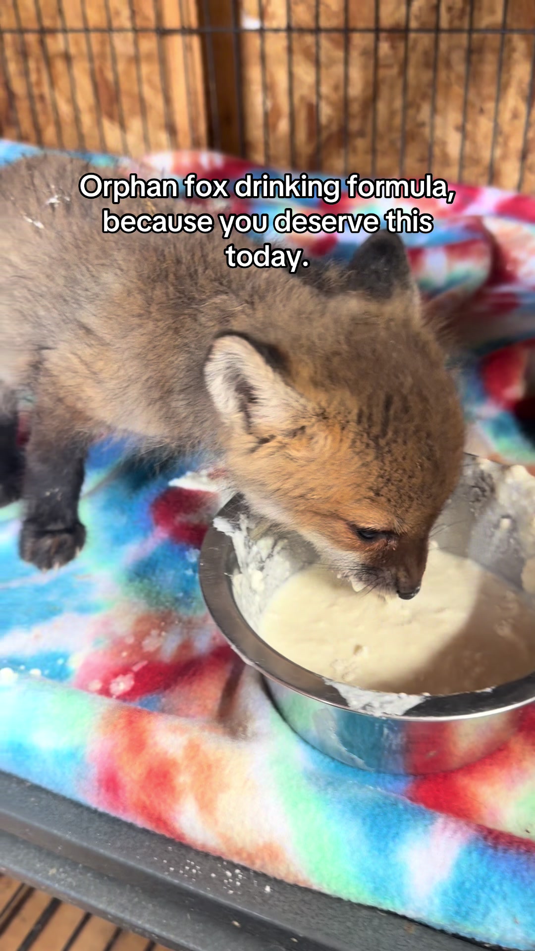 @For Fox Sake Wildlife Rescue