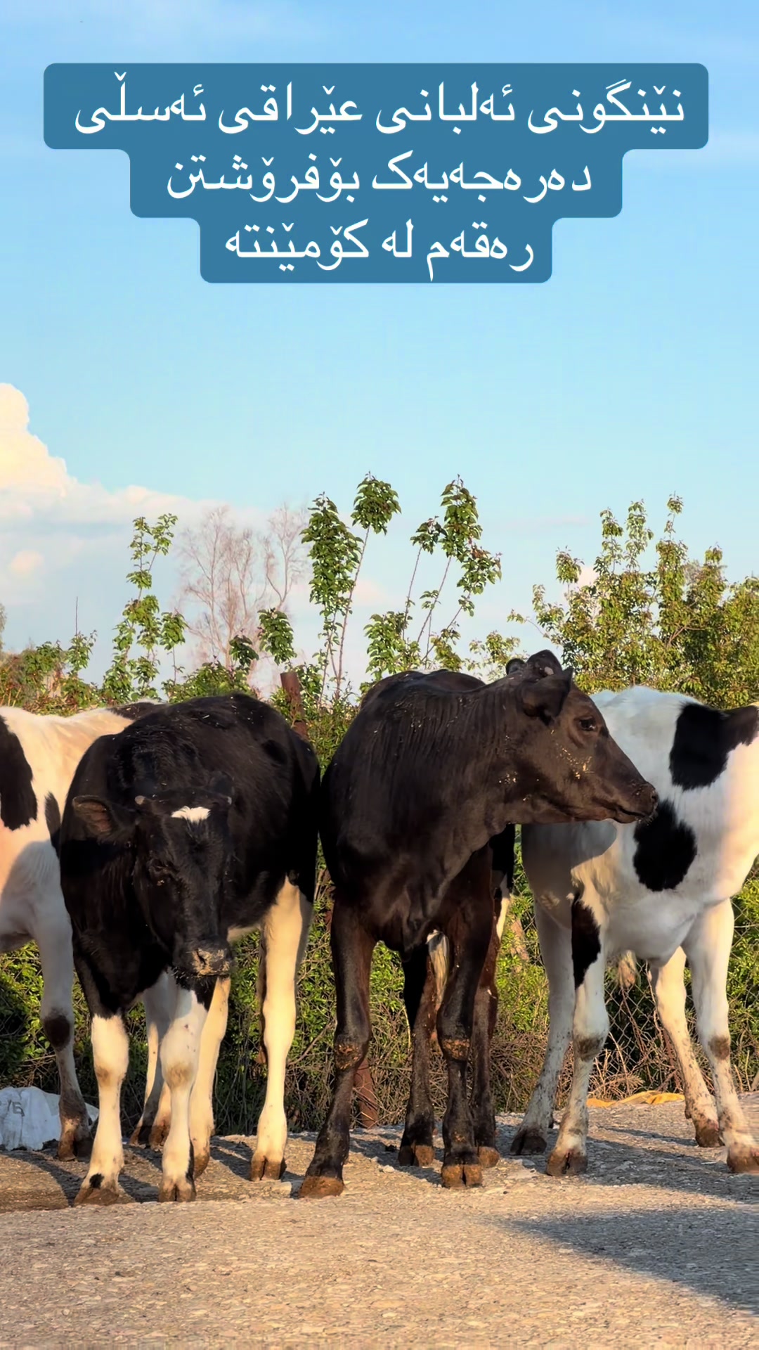 @مەیدانی ئاژەڵانی محمد 🐄🐂
