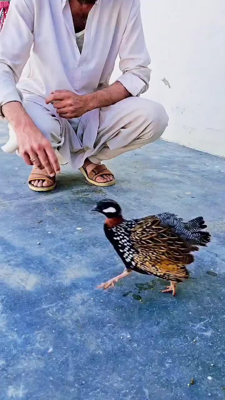 @Birds Lover