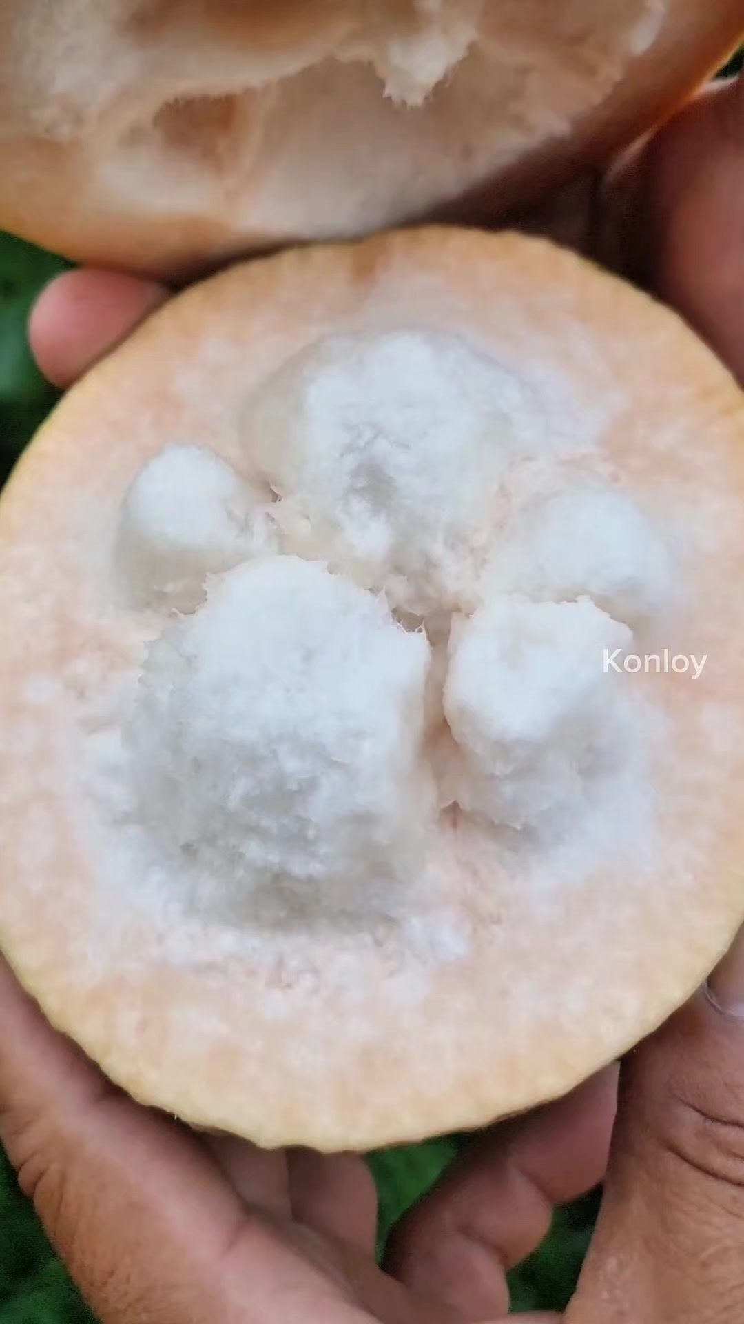 @Konloy