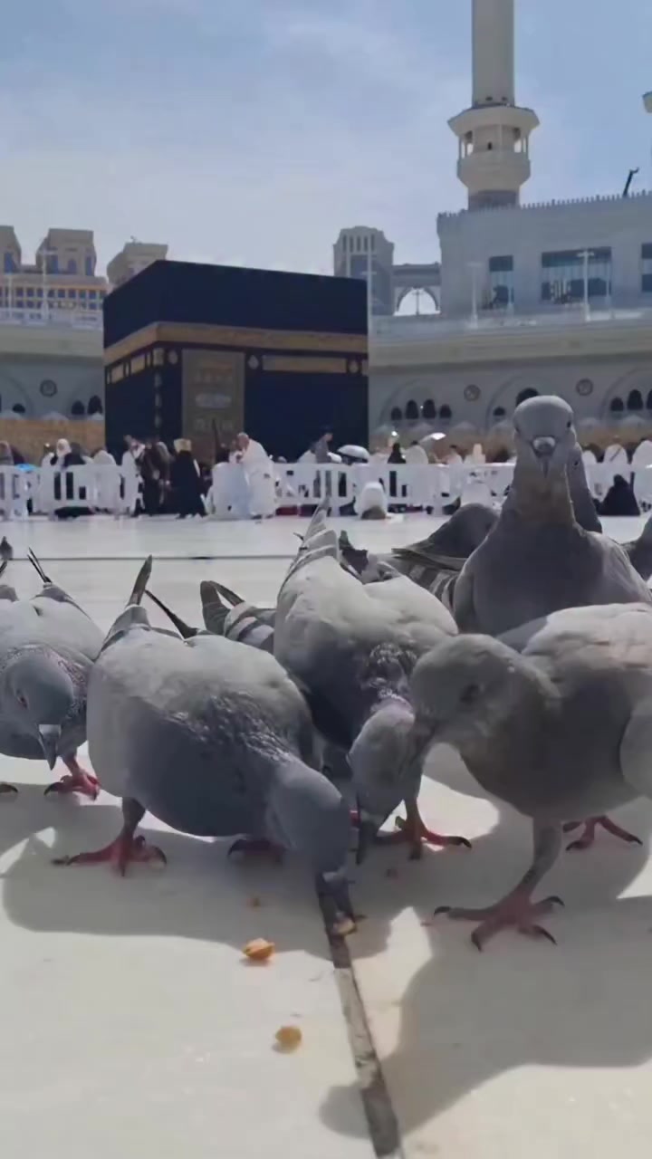 @♥️🕋Arshad.ali🕋♥️