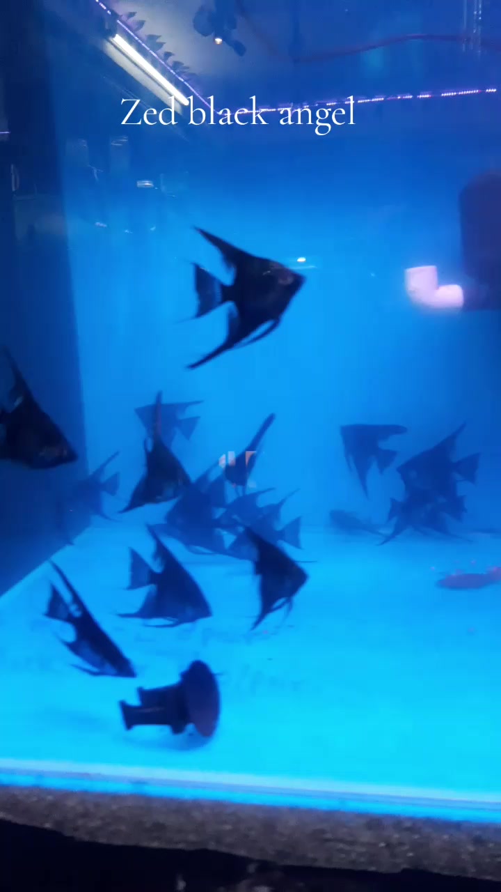 @Choice In Aqua