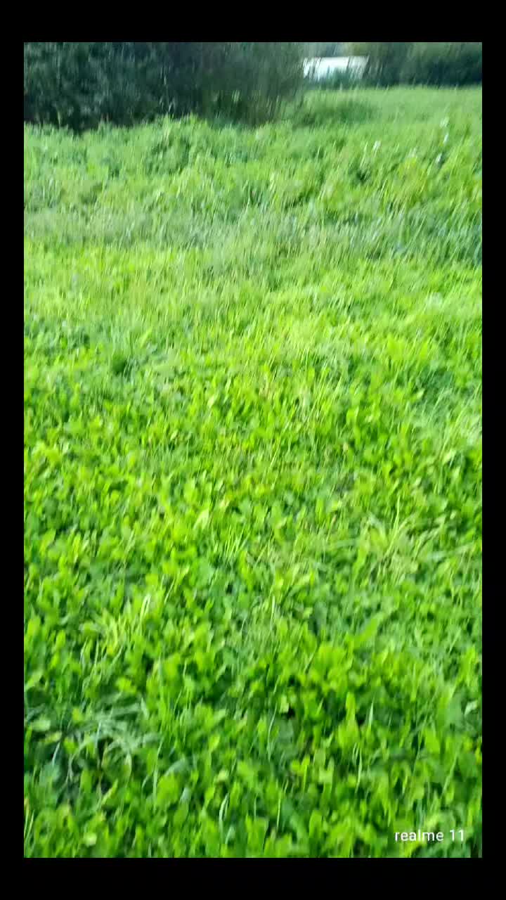 @Tea_666