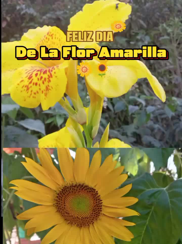 @Santy S&aacute;nchez HN 🇭🇳🇺🇲🇳🇮