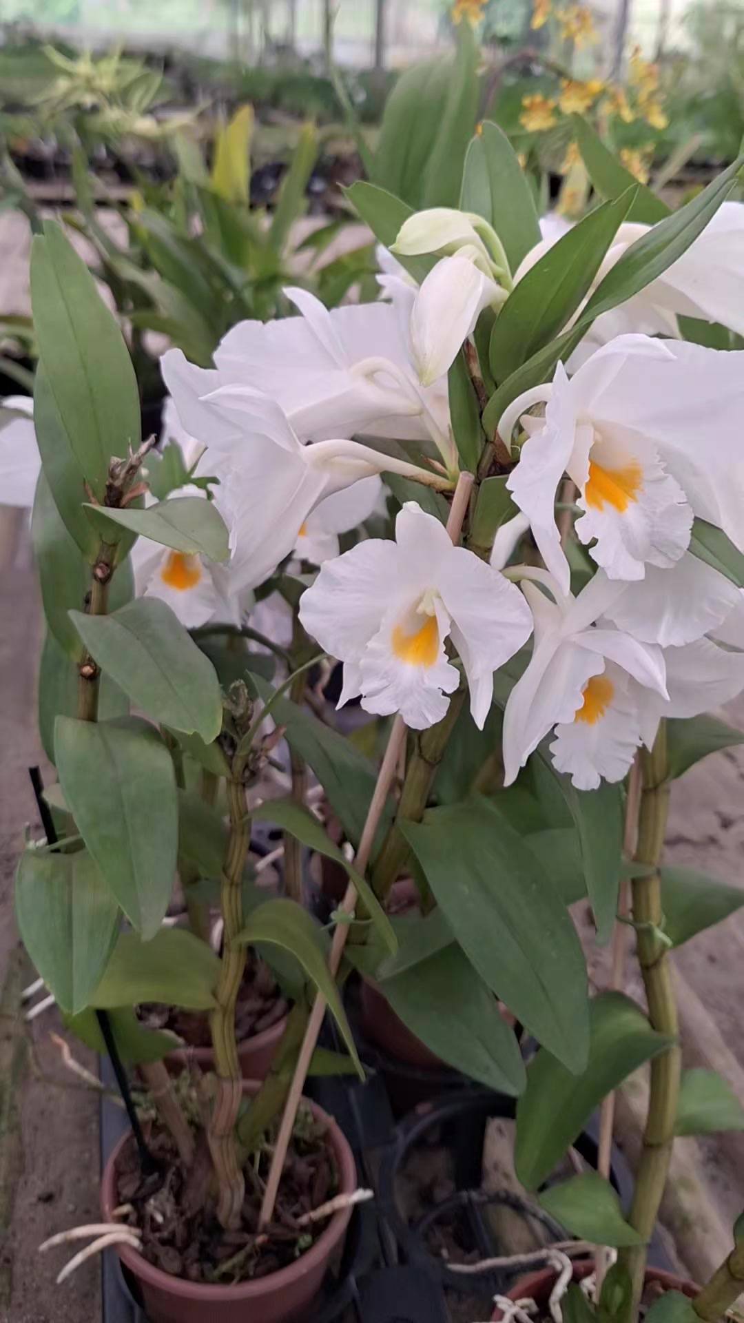 @Orquidário Fernando
