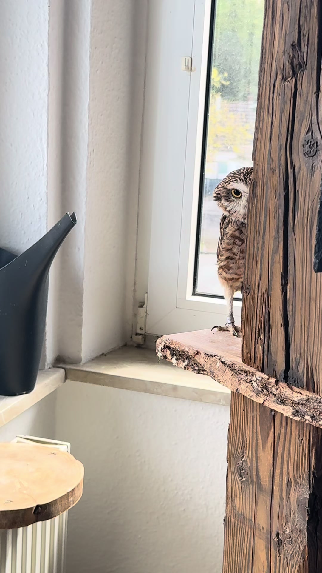 @Kreischhuhn Karma 🦉