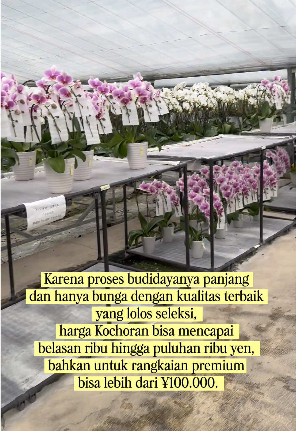 @Muku