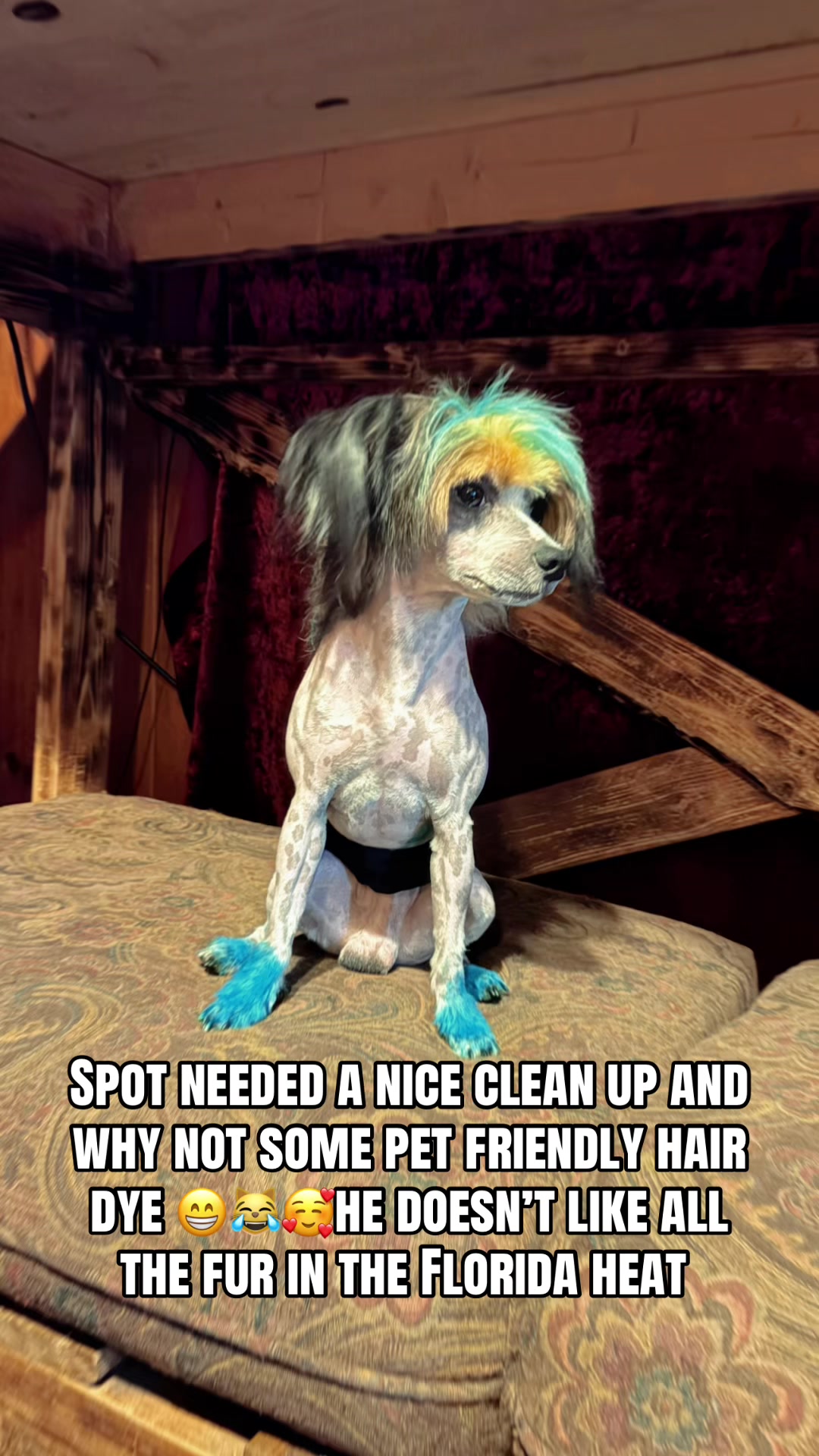 @FloridaChineseCrested