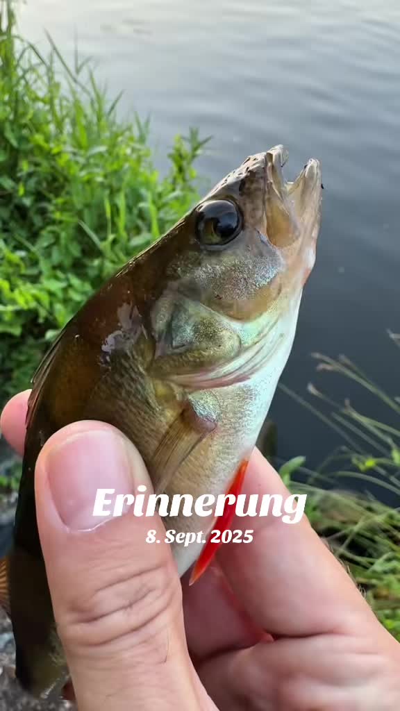@Fischbulette