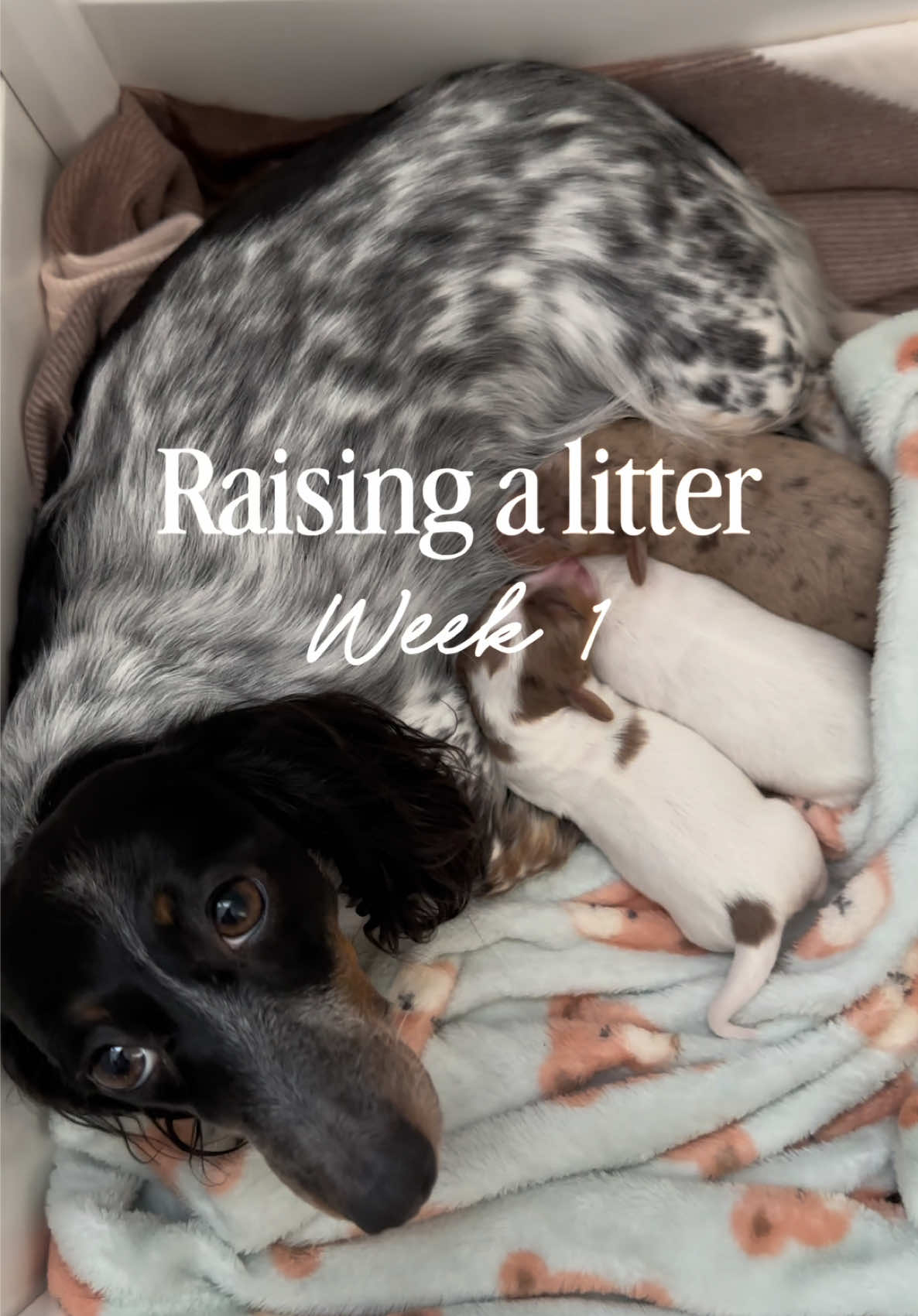 @ONATAH Dachshunds