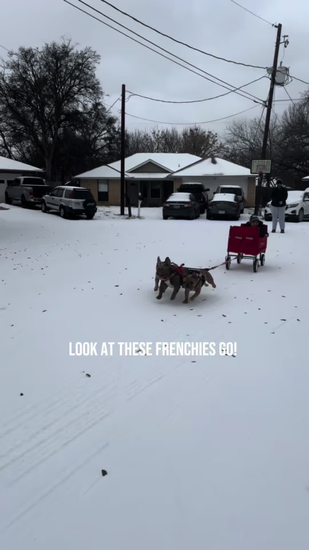 @⭐️ 5 Starr Frenchies ⭐️