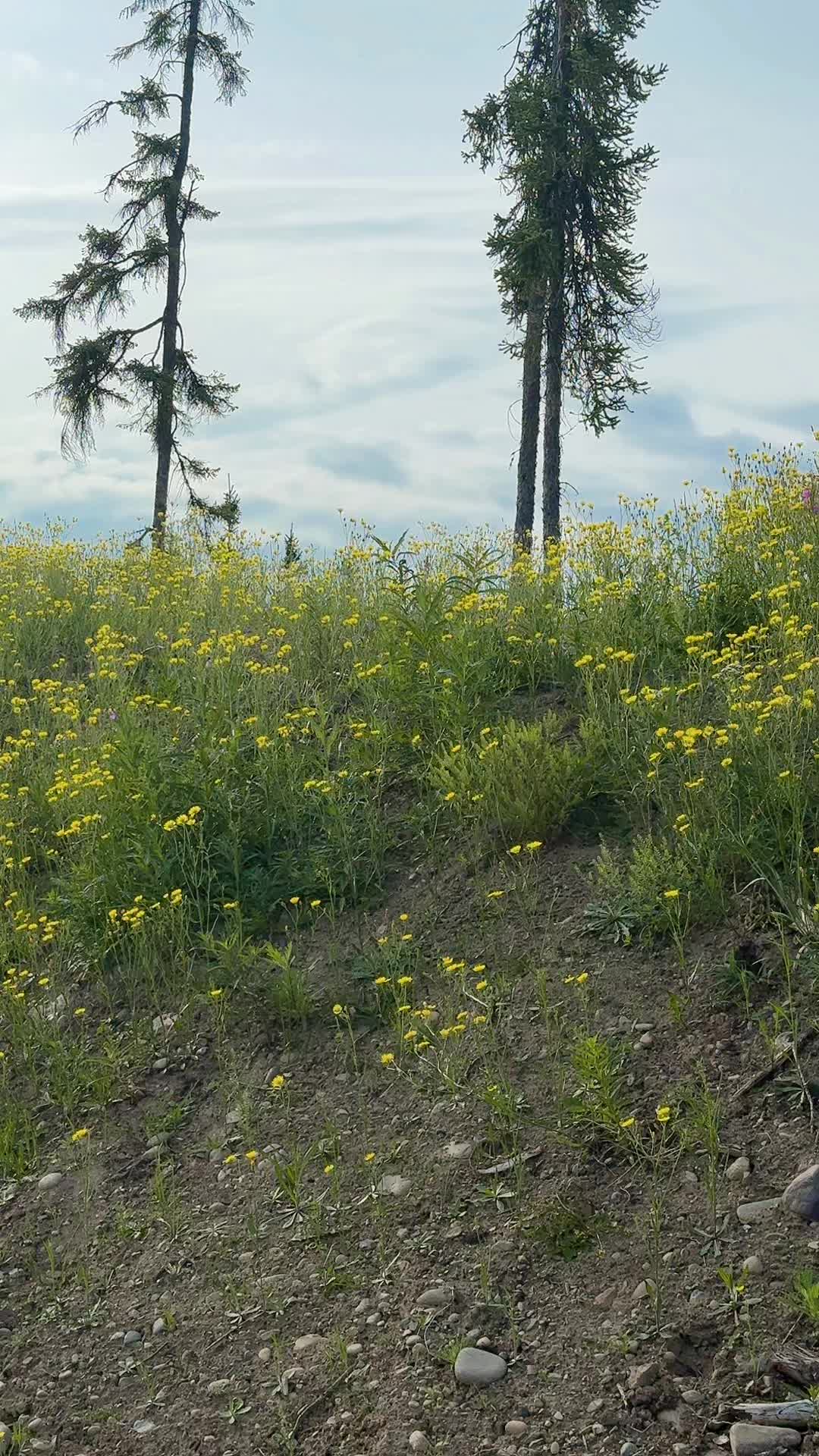 @Jacqueline Perez
