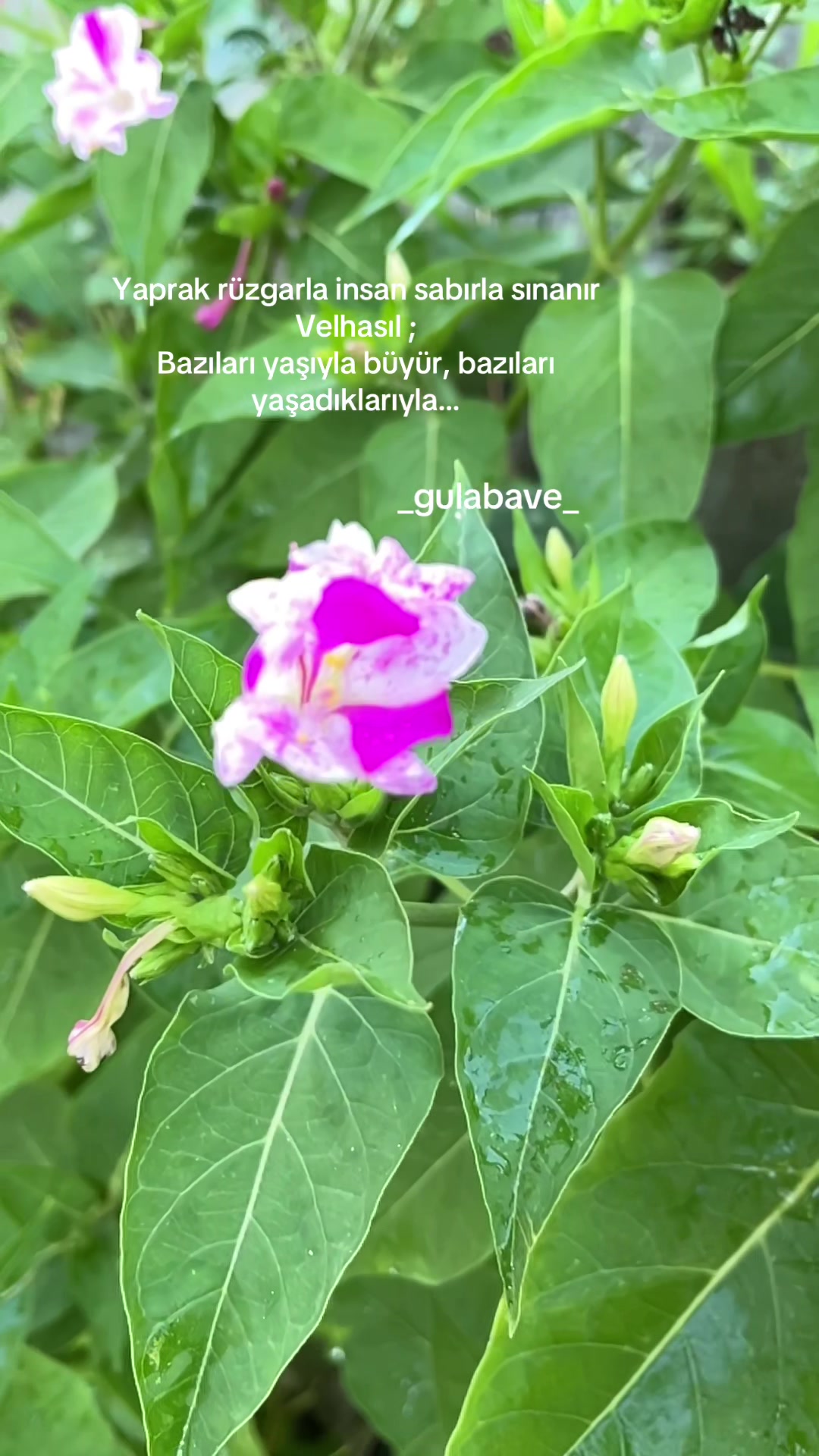 @gulabavi
