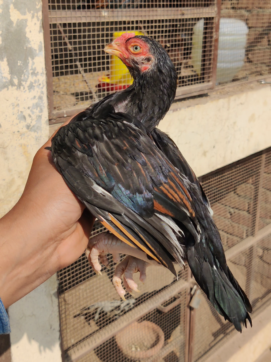 @Amroha shokeen