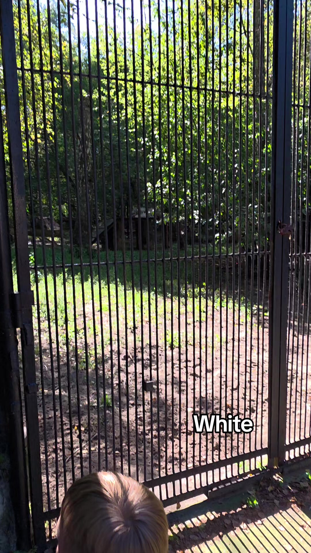 @White C00k