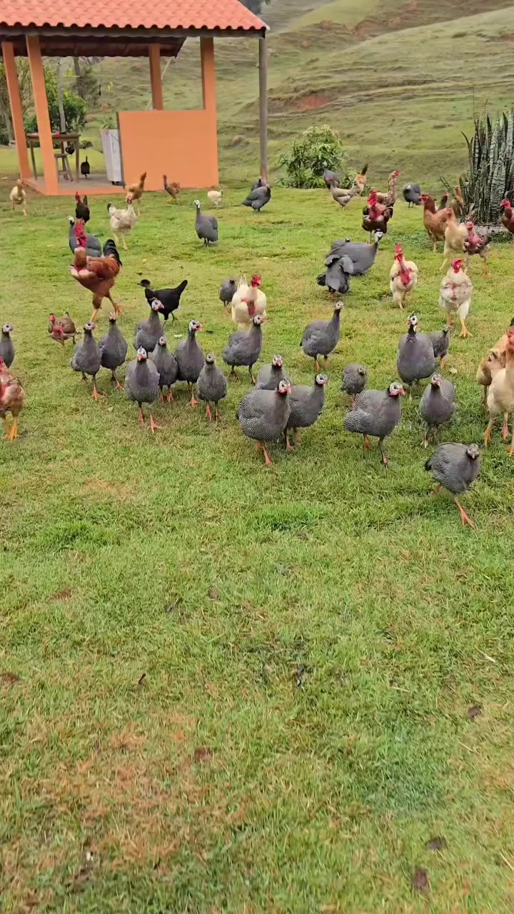 @Əziz Kürdəxanı FARM 𐱅𐰇𐰼𐰰