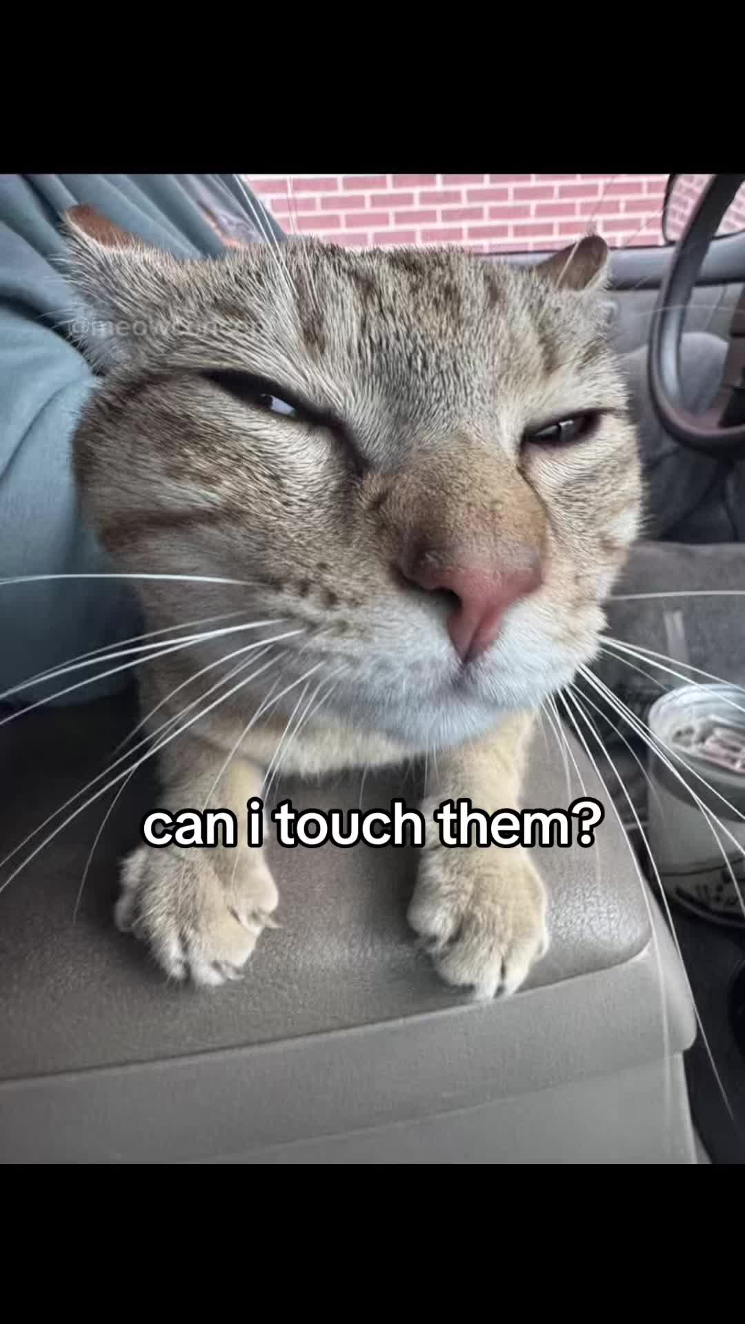 @meowconcept