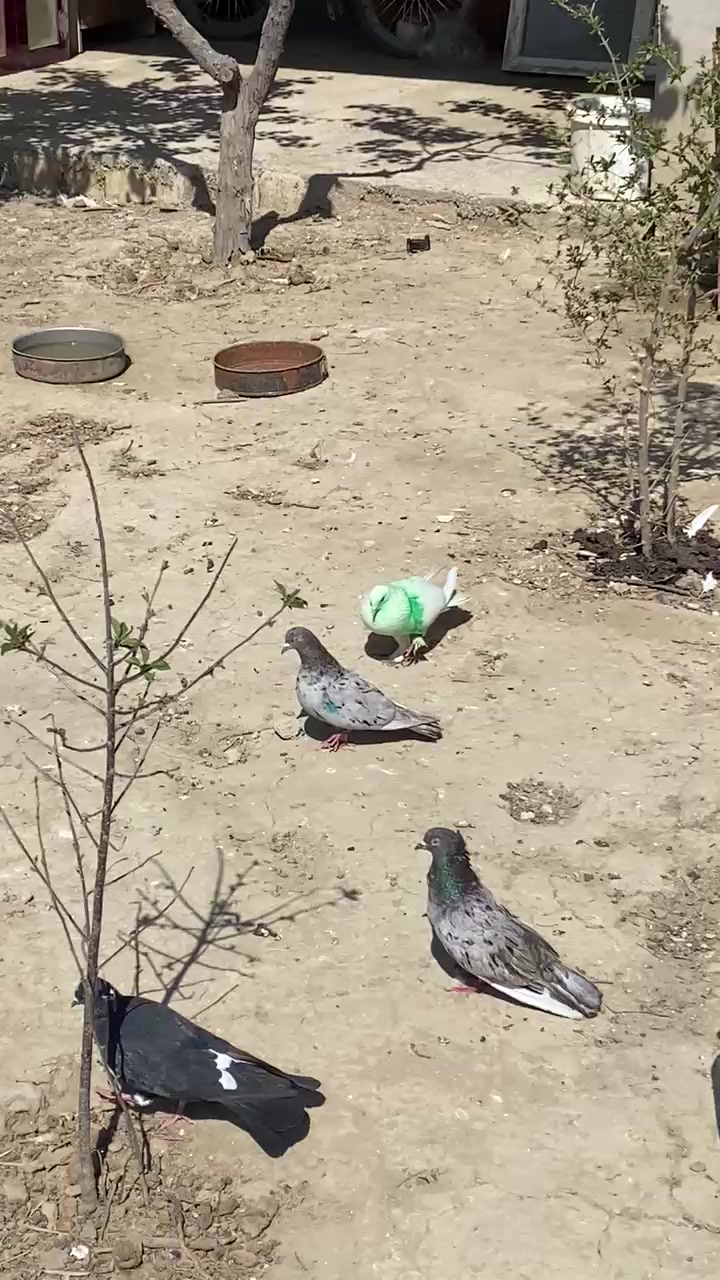 @pirsağı