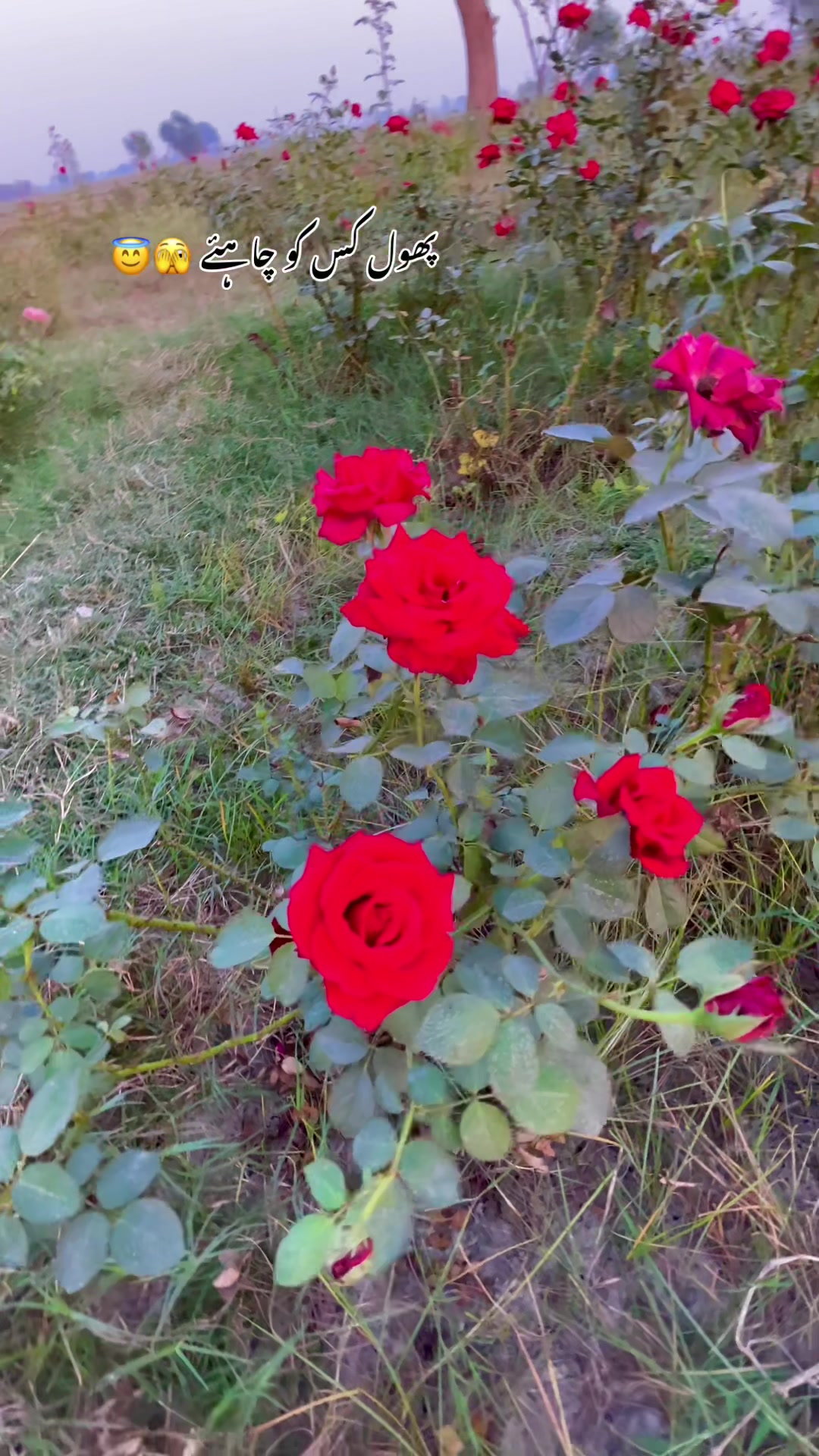 @😎اویس راجپوت🕊️❤️🔥
