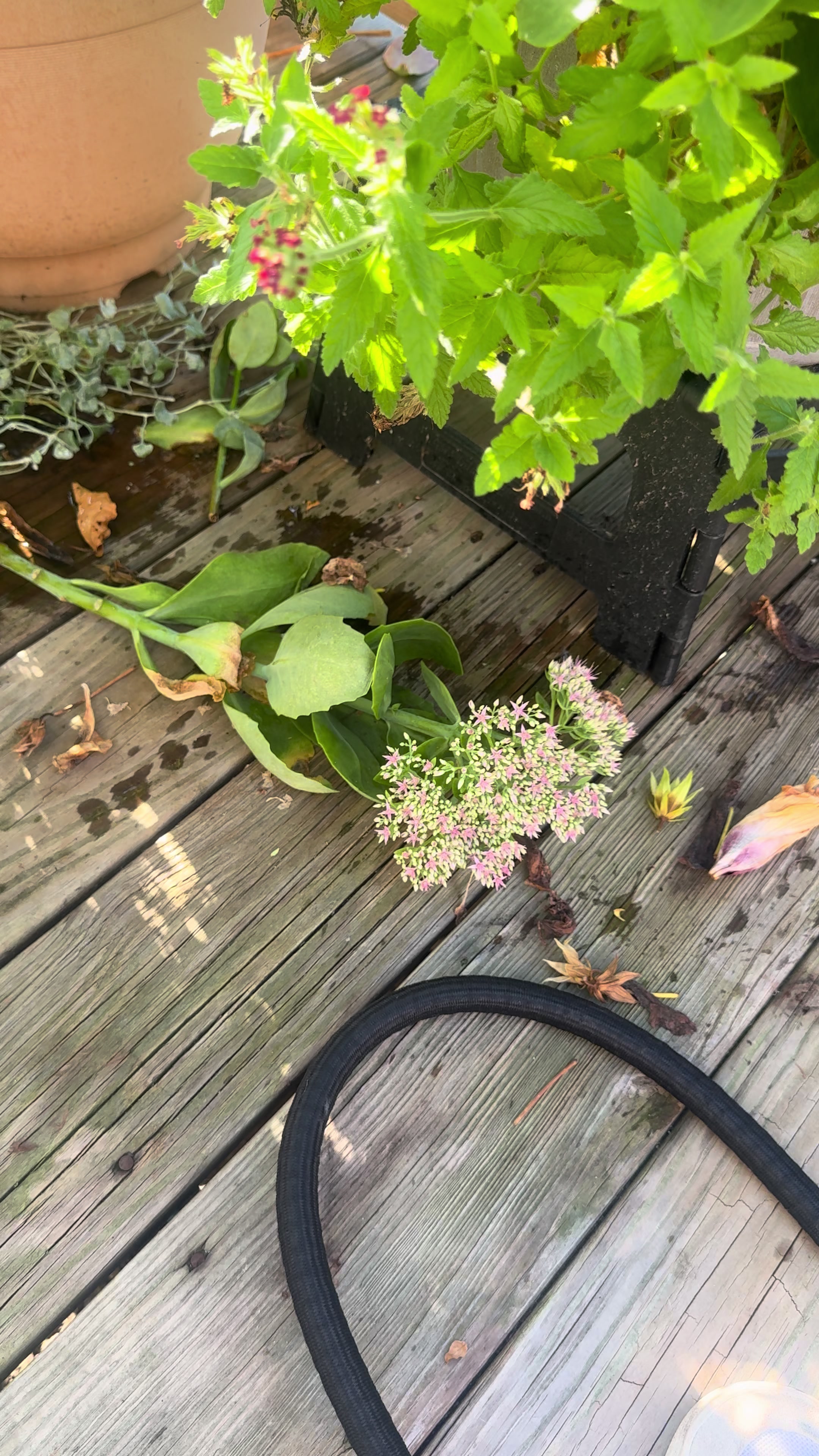 @plantsbyfern