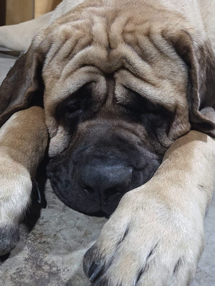 @Maple Mastiffs