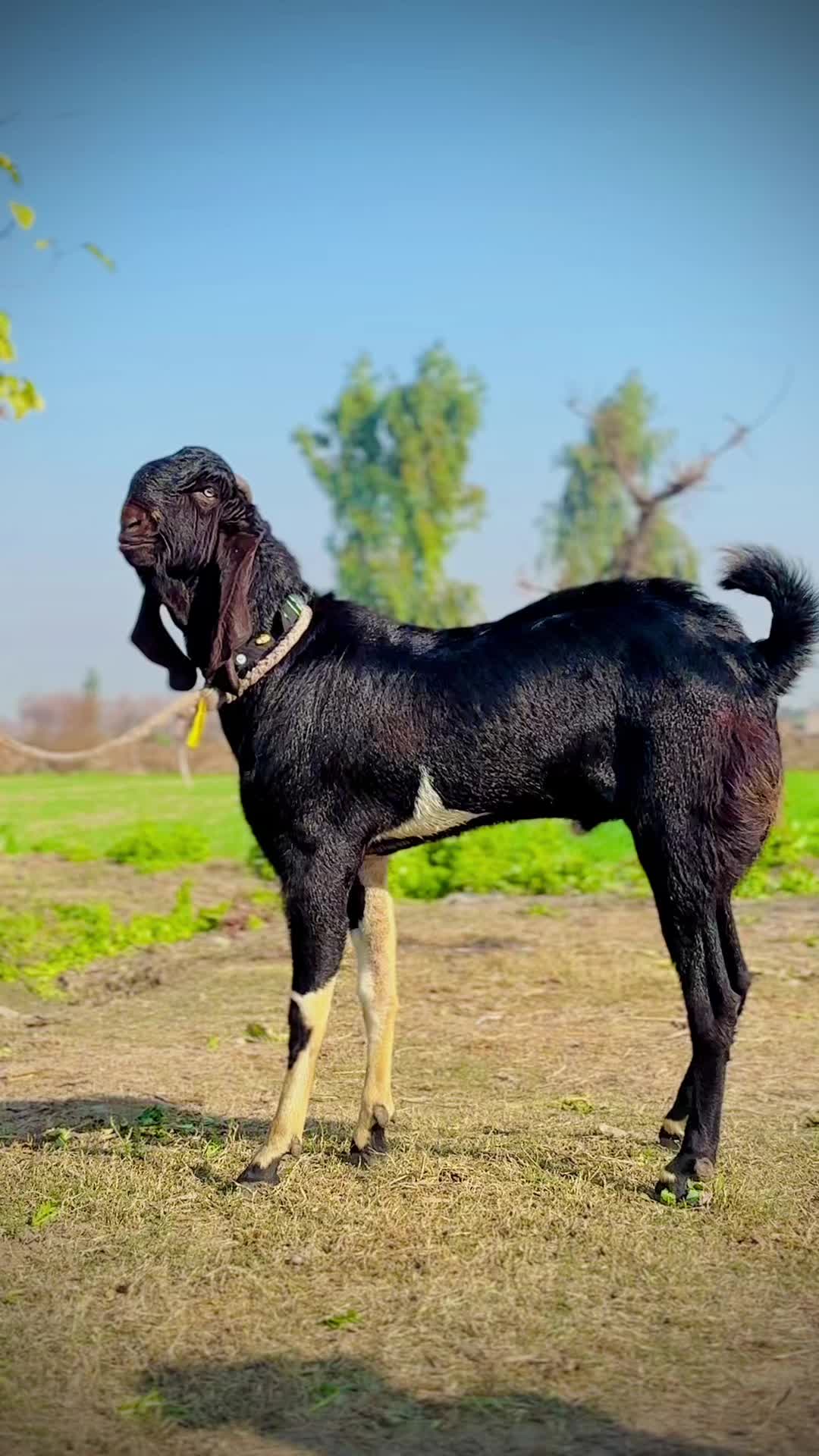 @khanzami5