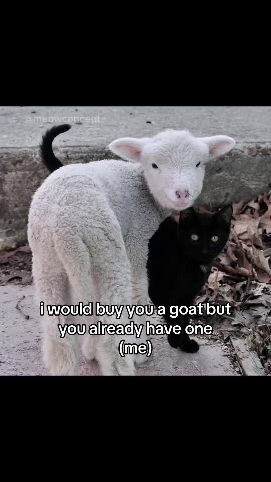 @meowconcept