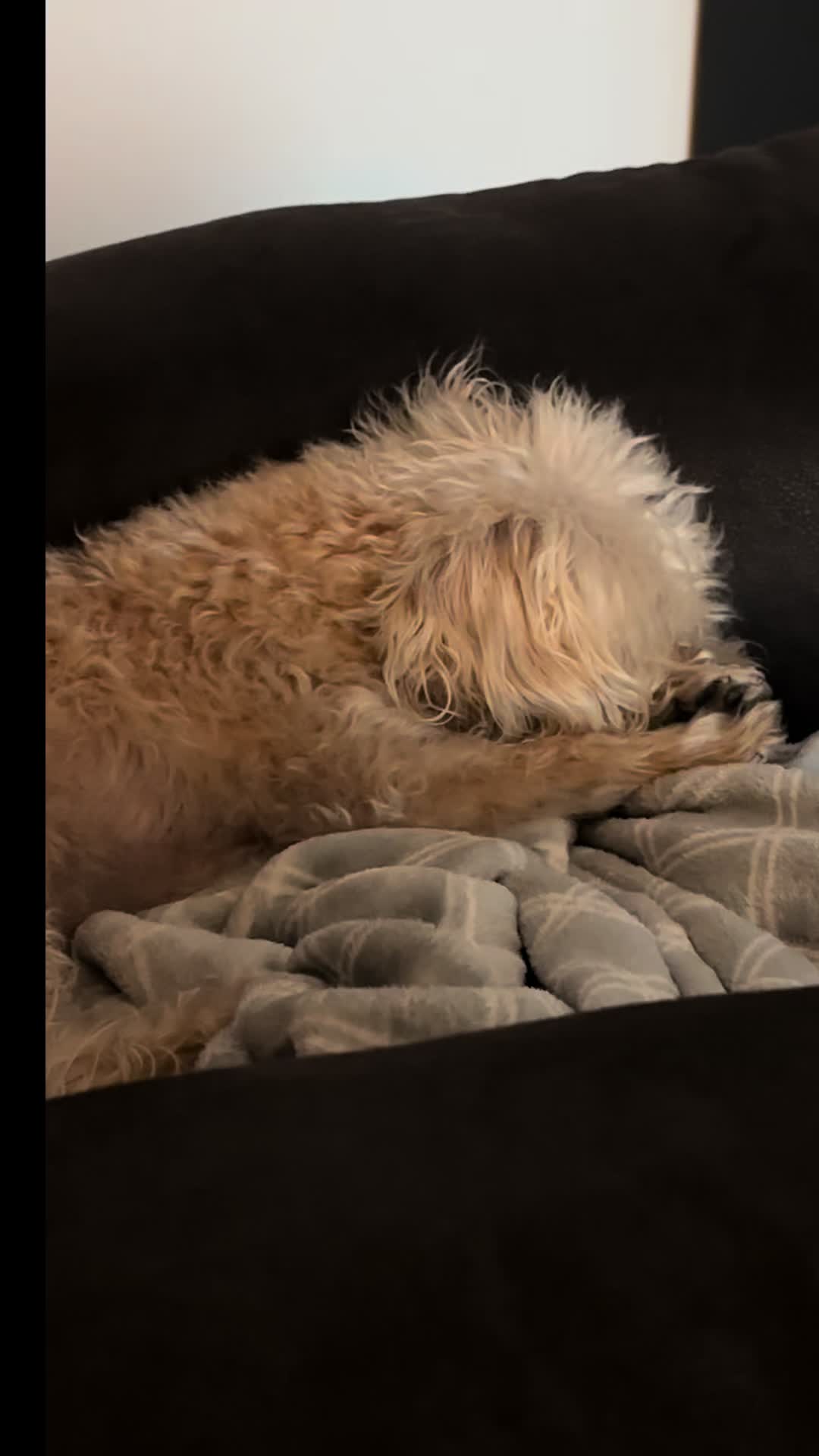 @He Was A PoodleBoi