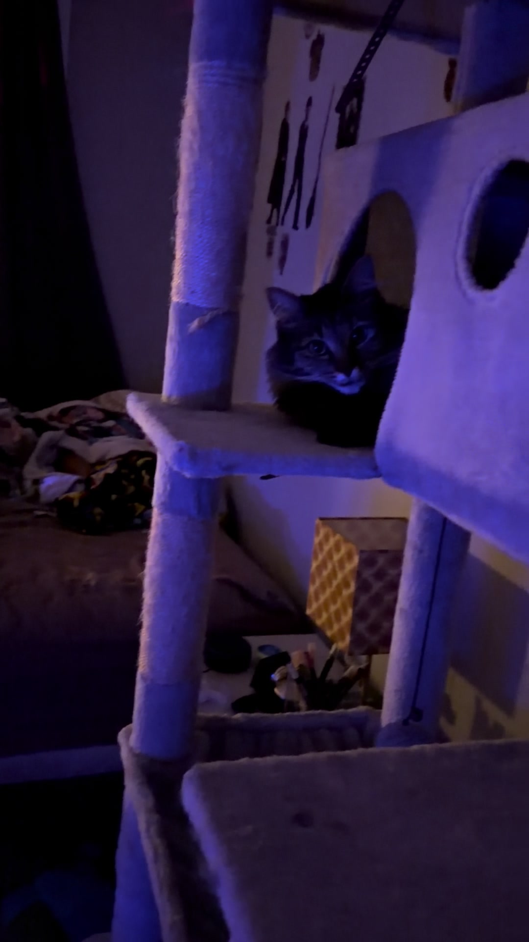 @RoxySnowballCatDrama
