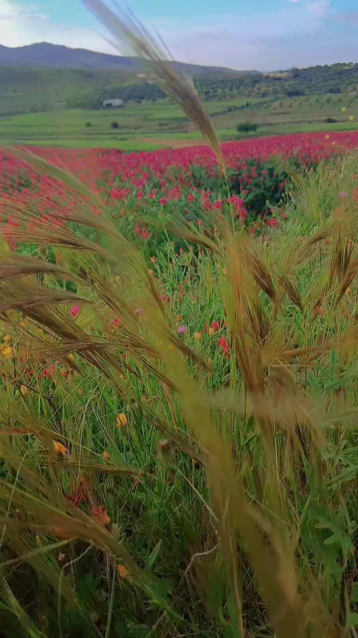 @🌸إيناس 🦌🇹🇳